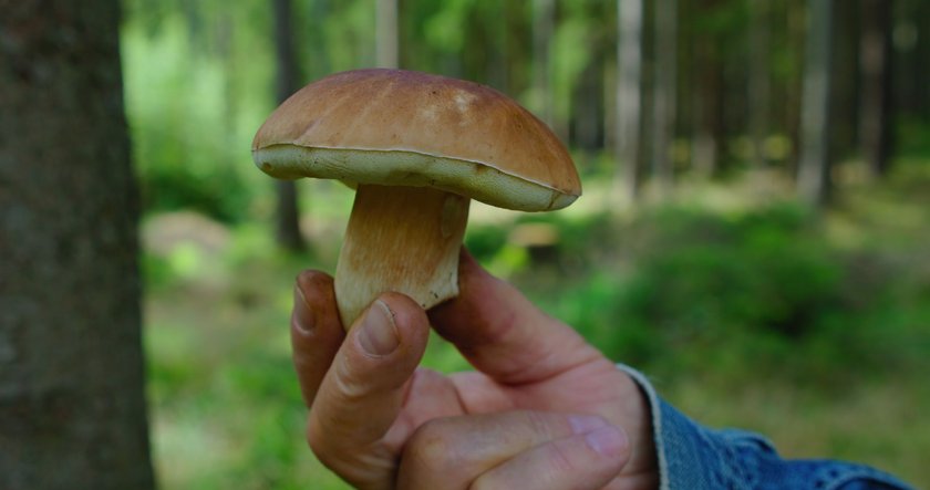 Steinpilze sind leicht zu erkennen und ausgesprochen delikat.