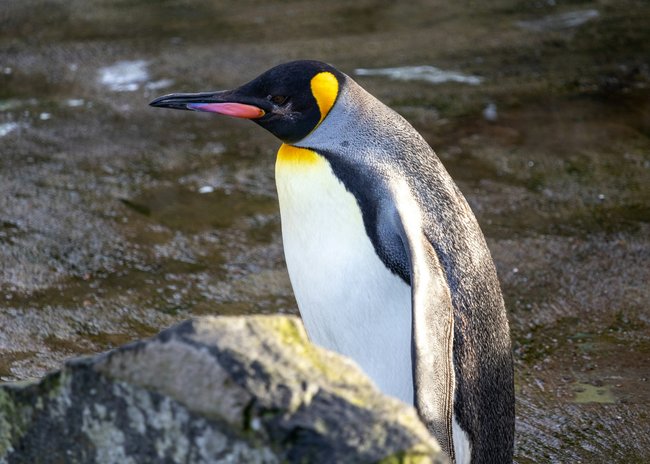 Der älteste Kaiserpinguin der Welt soll 46 Jahre alt geworden sein.