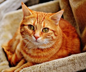 Dürfen Katzen Paprika essen oder ist sie giftig?
