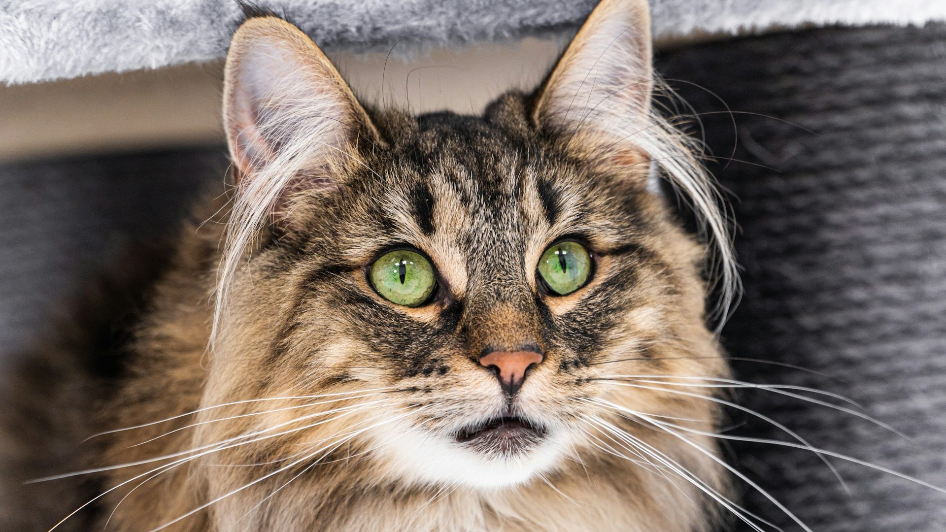 Norwegische Waldkatze Größe: Wie groß werden die Schmusetiger? Norwegische Waldkatze Größe: Wie groß werden die Schmusetiger?