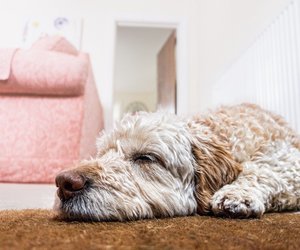 Selbstständige Hunde: Diese 5 Hunderassen fühlen sich auch allein wohl