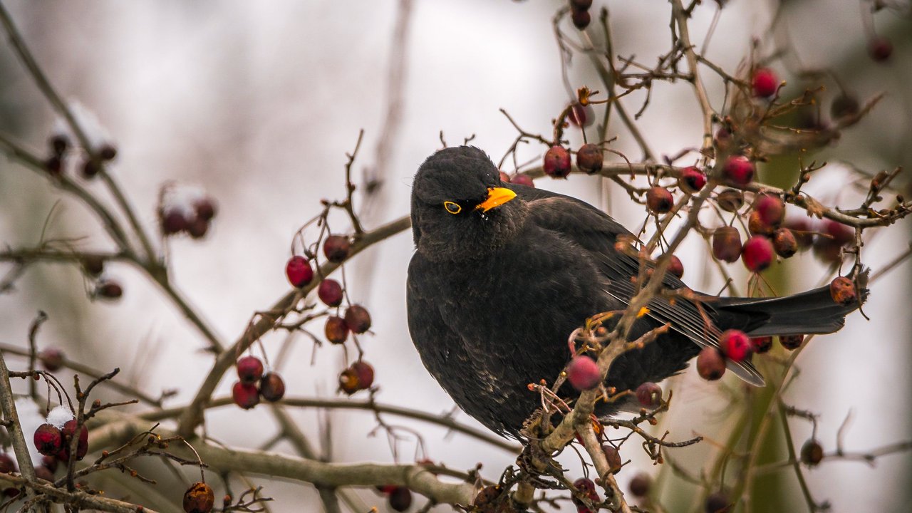 Was fressen Amseln und womit kannst du sie im Winter füttern?