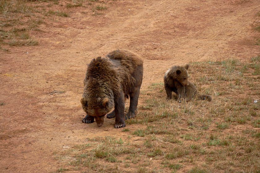 Braunbärin mit einem Jungen