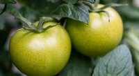 Sind grüne Tomaten giftig? Das solltest du wissen