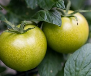 Sind grüne Tomaten giftig? Das solltest du wissen
