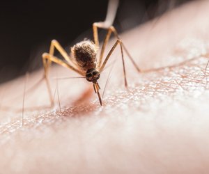 Juckende Mückensticke: Dieses geniale Mittel gegen den Juckreiz hast du garantiert daheim