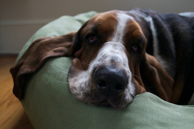 Basset&#x20;Hound