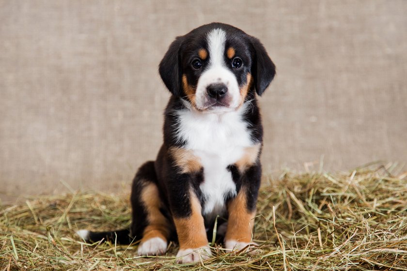 Entlebucher Sennenhund Welpe