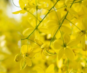 Ist Goldregen giftig für Mensch und Tier?