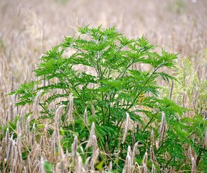 Allergie-Alarm: Warum du bei diesem Gartenkraut vorsichtig sein solltest