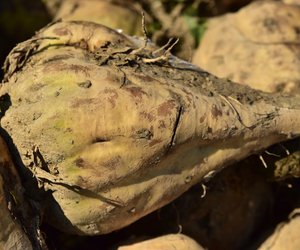 Zuckerrübe roh essen: Ist das bekömmlich und schmackhaft?