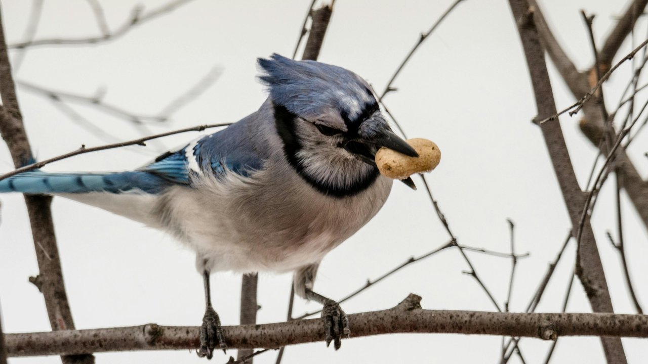 Mit Tchibos Futtersäule wird dein Garten bald zum Beobachtungsplatz für heimische Wildvögel.