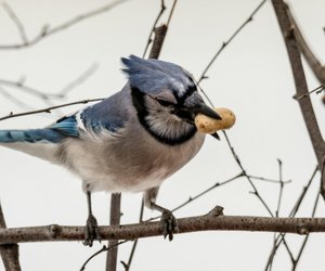 Holt euch die Futtersäule von Tchibo und beobachtet heimische Vögel im Winter