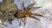 Nosferatu-Spinne: Wie giftig ist die Spinne wirklich?