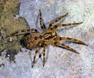  Nosferatu-Spinne: Wie giftig ist die Spinne wirklich?