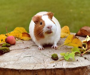 Dürfen Meerschweinchen Wassermelone essen?