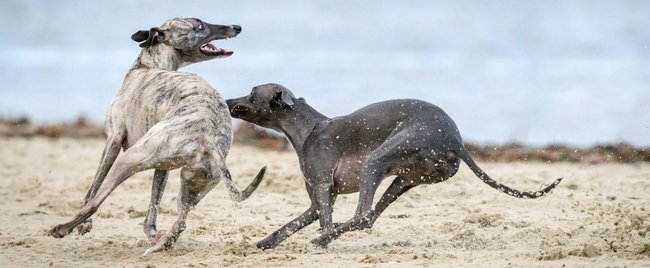 Echte Sportler: Hunde, die zu den Windhunden gehören