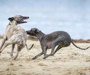 Schnell und beindruckend: Die schönsten Windhund-Rassen
