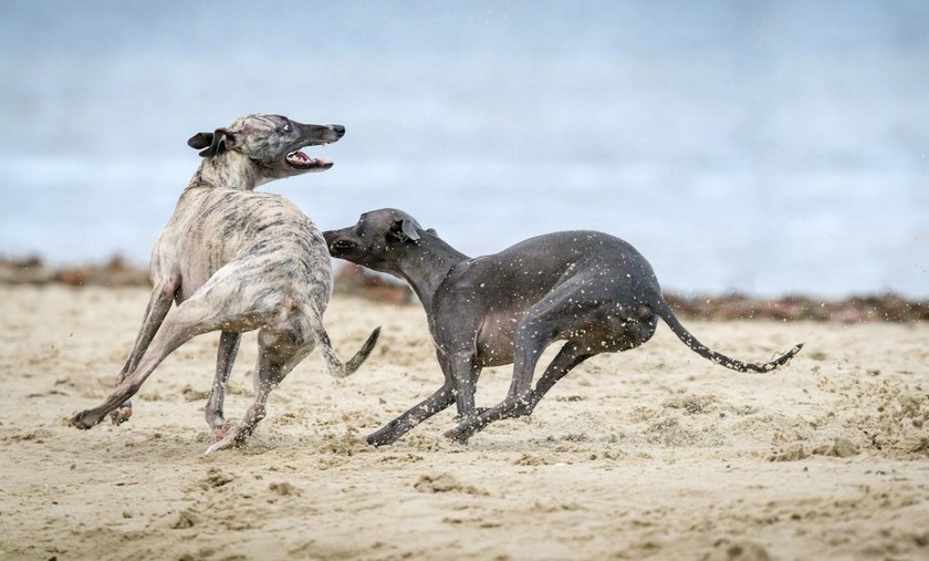Zwei Windhunde spiele auf sandigem Boden