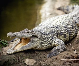 Was fressen Krokodile und wie jagen sie ihre Beute?