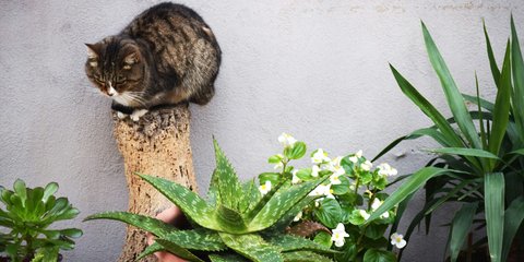 Ist die Calathea giftig fr Katzen? Das solltest du darber wissen