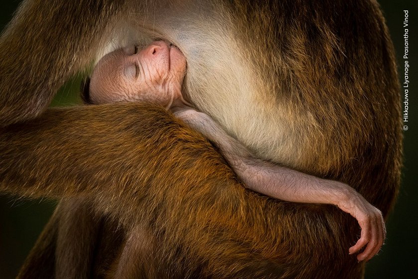 This baby toque macaque was happily suckling milk from it's mother. It was so relaxed it almost fell asleep. I saw this baby macaque at Wilpattu National Park, Sri Lanka, in April this year. I used Nikon 600mm prime lens and nikon D 500 camera to capture this moment hand held. I took extra care not to make any undue noises which could disturb this bond.