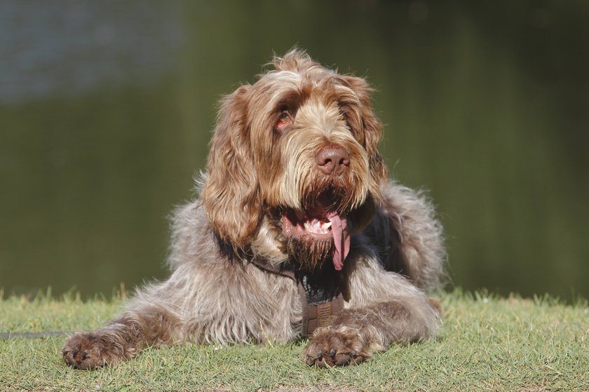  Italienischer Rauhhaariger Vorstehhund, Spinone Italiano Canis lupus f. familiaris, 2 Jahre alter Ruede liegt auf einer Wiese