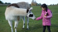 Lama oder Alpaka: Was ist eigentlich der Unterschied?