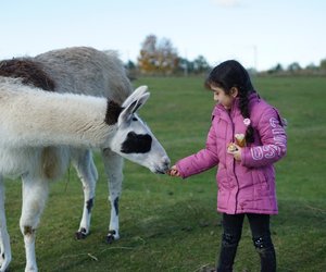 Lama oder Alpaka: Was ist eigentlich der Unterschied?