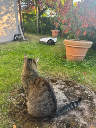Katzen und Ecovacs Gooat 0800 RTK 
