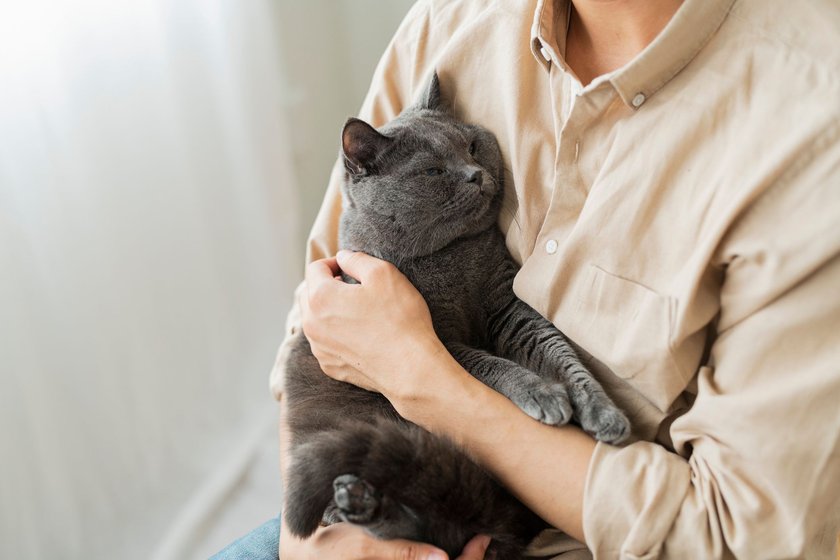 Britisch Kurzhaar Katzen sind sehr loyal und menschenbezogen.