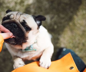 Diese beliebten Snacks und Leckerlis für Hunde liebt jeder Vierbeiner