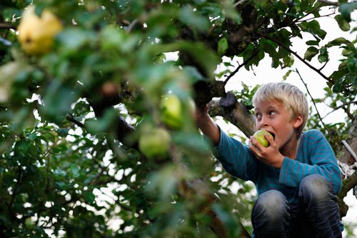 Herbst Obstbäume Herbst Obstbäume
