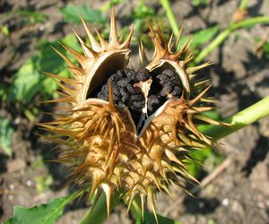 Ist der Stechapfel giftig oder harmlos?