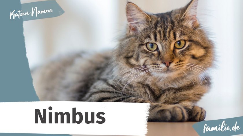 Namen für graue Katzen: Nimbus