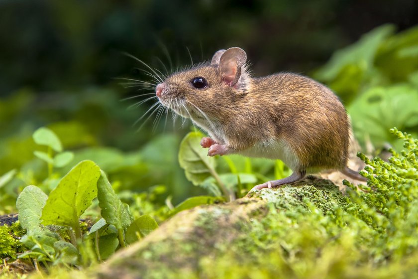 Waldmaus am Fuße eines Baums