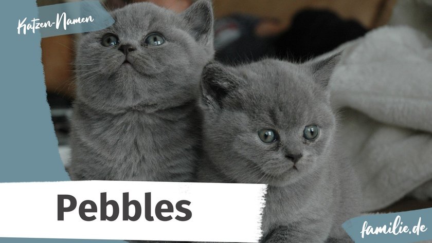 Namen für graue Katzen: Pebbles