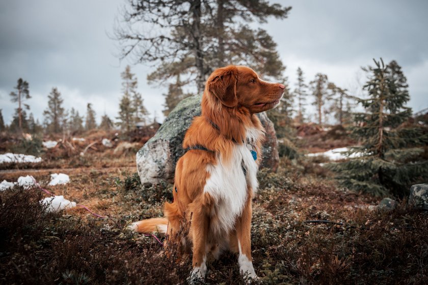 Nova Scotia Duck Tolling Retriever