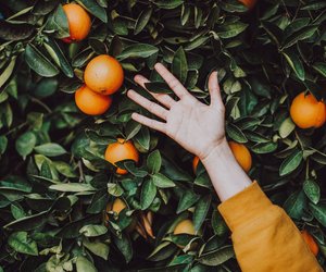 Mit diesem einfachen Trick schälst du Orangen in wenigen Sekunden