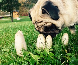 Dürfen Hunde Pilze fressen? Hier ist Vorsicht geboten