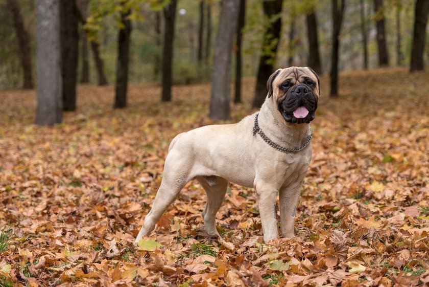 Ein Bullmastiff steht im Wald