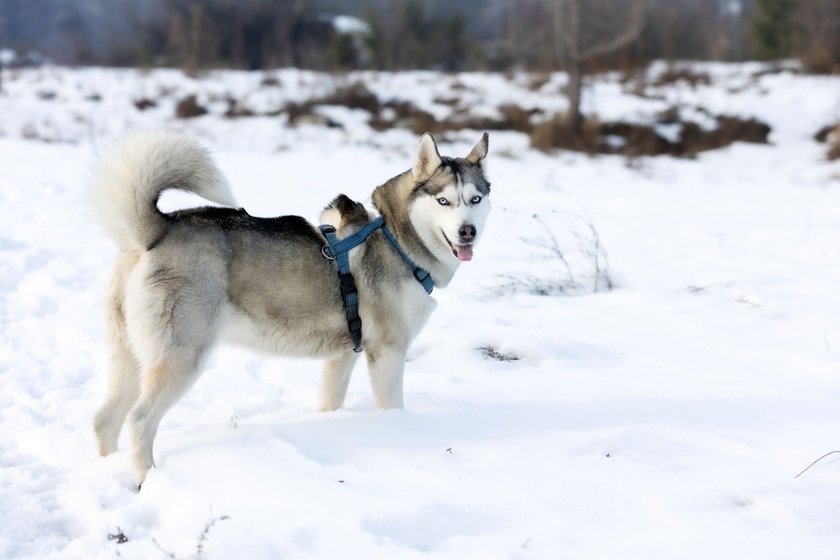 Sibirischer Husky