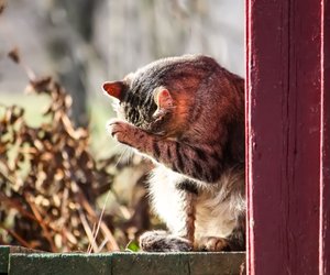 Diese Katzen bestehen darauf, jeden Tag draußen unterwegs zu sein