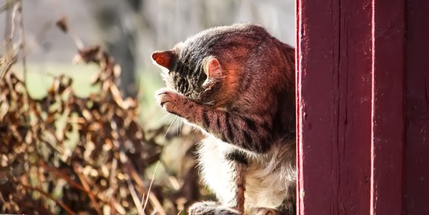 Kleine Freigänger: Diese Katzen wollen bei jedem Wetter raus