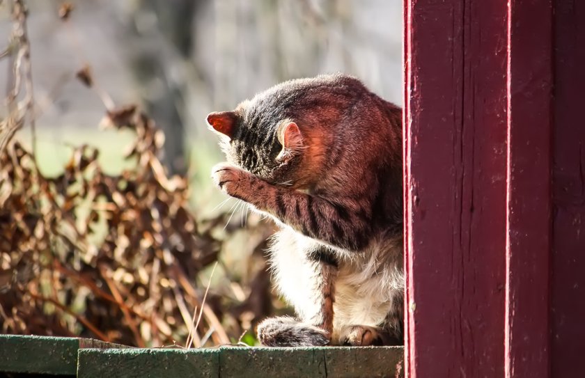 Freigänger-Katzen