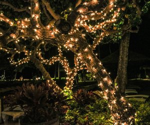 Weihnachtlicher Zauber im Garten: Alle holen sich die LED-Eisregen-Lichterkette von Rossmann