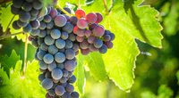 Weintrauben und Stillen: Das sollten Stillende über die Beeren wissen