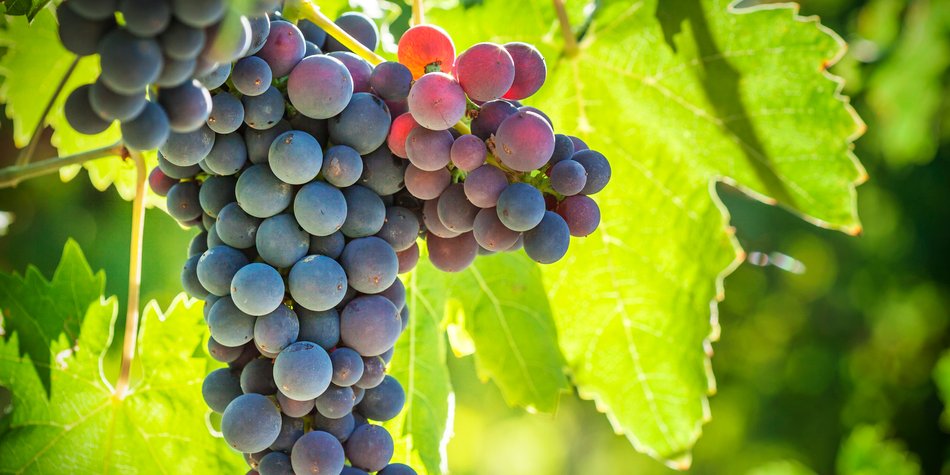 Weintrauben und Stillen: Das sollten Stillende über die Beeren wissen