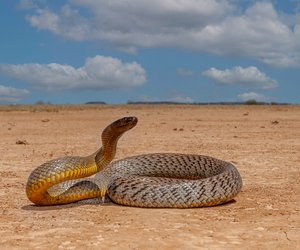 Diese 10 Tiere zählen zu den giftigsten weltweit
