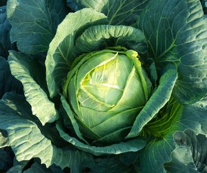 Weißkohl haltbar machen: Diese Tipps helfen dir